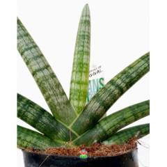 Sukulent, Sansevieria Cylindrica Skyline -Paşa Kılıcı-12 cm saksıda-30+ cm Büyüklük-Teraryum,Kaktüs
