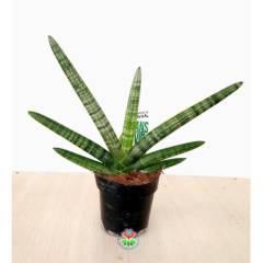 Sukulent, Sansevieria Cylindrica Skyline -Paşa Kılıcı-12 cm saksıda-30+ cm Büyüklük-Teraryum,Kaktüs