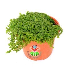 Arap Saçı Çiçeği , Helxine Soleirolii-Minik Parlak Yapraklı-10 cm Saksıda Büyük Boy
