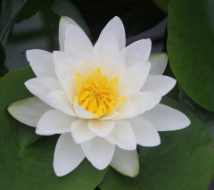 Nilüfer Çiçeği-Beyaz Renk Canlı Su Bitkisi Nymphaea Red Water Lily-12cm Saksıda Lotus