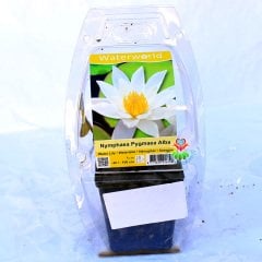 Nilüfer Çiçeği-Beyaz Renk Canlı Su Bitkisi Nymphaea Red Water Lily-12cm Saksıda Lotus
