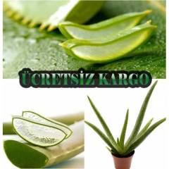 Aloe Vera Barbadensis Miller-Gerçek Aloe Vera Sarı Sabır 20+ cm Büyük Boy Alöe İthal 1. Sınıf, AloeVera