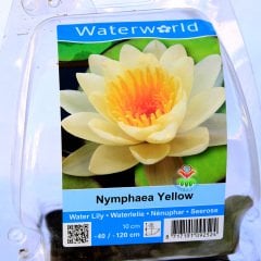 Nilüfer Çiçeği-Sarı Renk Canlı Su Bitkisi Nymphaea Red Water Lily-12cm Saksıda Lotus