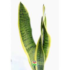 Sansevieria Trifasciata- Paşa Kılıcı -Hava Temizleyici 25+ cm Uzunluk-8,5 cm saksı,Sarı Yeşil Çiçek Kılıç