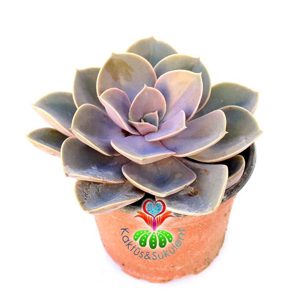 Sukulent, Echeveria 'Perle Von Nurnberg' -Doğal Mor Renk -Büyük Boy- 10 cm Saksıda