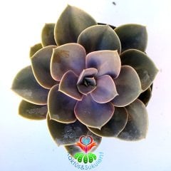 Sukulent, Echeveria 'Perle Von Nurnberg' -Doğal Mor Renk -Büyük Boy- 10 cm Saksıda