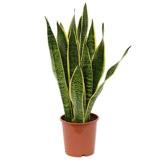 Sansevieria Trifasciata- Paşa Kılıcı -Hava Temizleyici 25+ cm Uzunluk-8,5 cm saksı,Sarı Yeşil Çiçek Kılıç