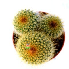 Parodia Leninghausii- Sarı Renk Çiçek Açan Kaktüs 5,5 Saksı Dolusu
