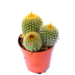 Parodia Leninghausii- Sarı Renk Çiçek Açan Kaktüs 5,5 Saksı Dolusu