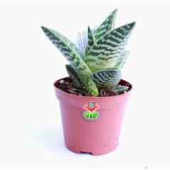 Sukulent,Aloe Variegata - Tiger Aloe - Kaplan Desenli - 8 cm saksıda-Teraryum,Kaktus