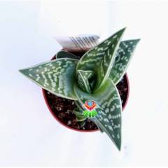 Sukulent,Aloe Variegata - Tiger Aloe - Kaplan Desenli - 8 cm saksıda-Teraryum,Kaktus