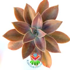 Dev Sukulent, Graptopetalum Paraguayense-Doğal Koyu Pembe Renk Yapraklı Büyük Boy-12 cm Saksıda