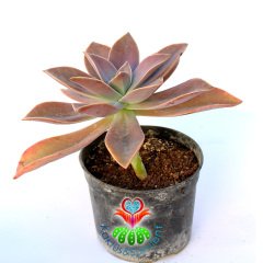 Dev Sukulent, Graptopetalum Paraguayense-Doğal Koyu Pembe Renk Yapraklı Büyük Boy-12 cm Saksıda