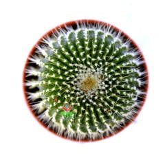 Notocactus Leninghausii Subinermis-Az Dikenli Özel Tür Hibrid  8,5 Saksıda