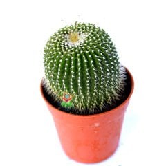 Notocactus Leninghausii Subinermis-Az Dikenli Özel Tür Hibrid  8,5 Saksıda