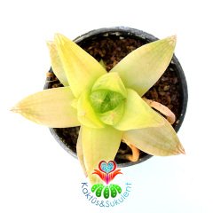 Sukulent, Haworthia Cymbiformis -Açık Yeşil Sarı Renk Tonlarında-5,5 cm Saksıda