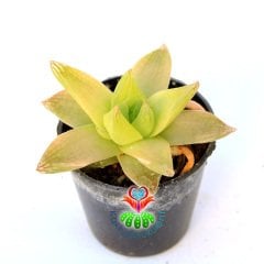 Sukulent, Haworthia Cymbiformis -Açık Yeşil Sarı Renk Tonlarında-5,5 cm Saksıda