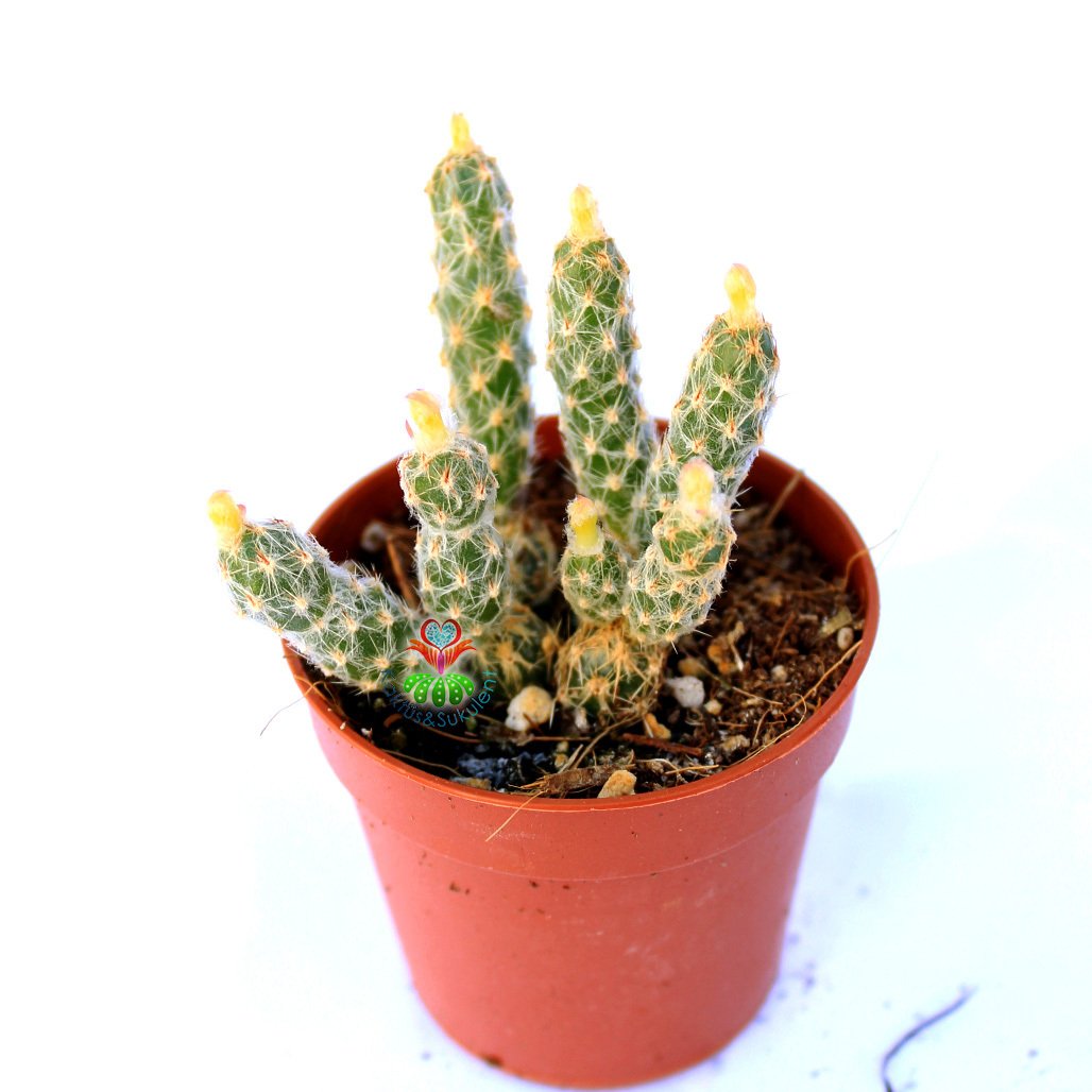 Grusonia (Opuntia) Pulchella -Beyaz Dikenli Top Formlu Kaktüs 5,5 Saksıda