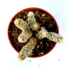 Grusonia (Opuntia) Pulchella -Beyaz Dikenli Top Formlu Kaktüs 5,5 Saksıda
