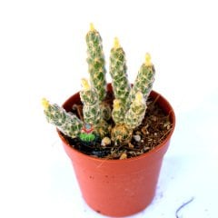 Grusonia (Opuntia) Pulchella -Beyaz Dikenli Top Formlu Kaktüs 5,5 Saksıda