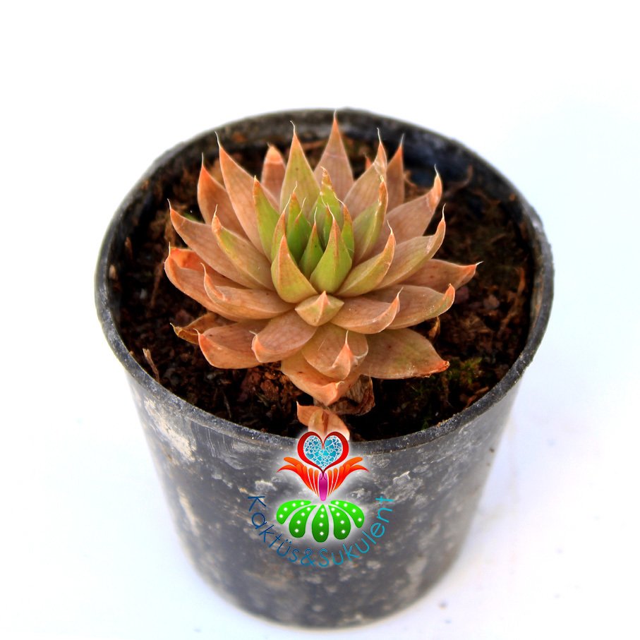 Sukulent,Haworthia Cymbiformis Var. 'Pink' - 5,5 cm Saksıda- Işık Miktarına Göre Rengi Değişebilir