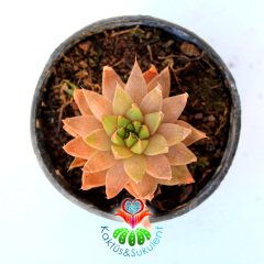 Sukulent,Haworthia Cymbiformis Var. 'Pink' - 5,5 cm Saksıda- Işık Miktarına Göre Rengi Değişebilir