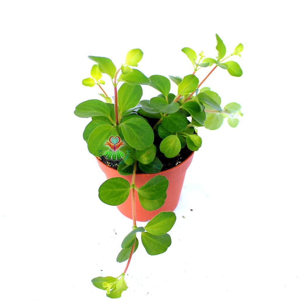 Peperomia Rotundifolia-Küçük Yeşil Yapraklı Sarkıcı Tür-8,5 cm Saksıda
