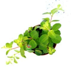 Peperomia Rotundifolia-Küçük Yeşil Yapraklı Sarkıcı Tür-8,5 cm Saksıda