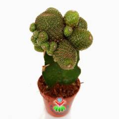Kaktüs,Rebutia Heliosa KK844-Aşılı-Turuncu Renk Çiçek Açar -5,5 cm saksıda-Teraryum, Sukulent