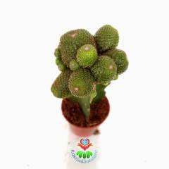 Kaktüs,Rebutia Heliosa KK844-Aşılı-Turuncu Renk Çiçek Açar -5,5 cm saksıda-Teraryum, Sukulent