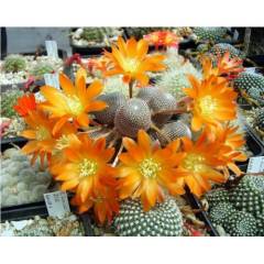 Kaktüs,Rebutia Heliosa KK844-Aşılı-Turuncu Renk Çiçek Açar -5,5 cm saksıda-Teraryum, Sukulent