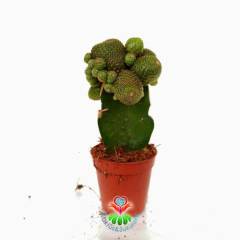 Kaktüs,Rebutia Heliosa KK844-Aşılı-Turuncu Renk Çiçek Açar -5,5 cm saksıda-Teraryum, Sukulent
