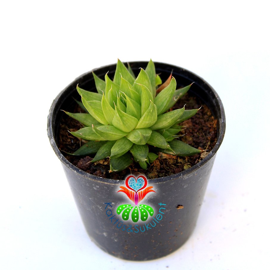 Sukulent, Haworthia Reinwardtii -Küçük Yeşil Yapraklı - 5,5 cm Saksıda Nadir Tür