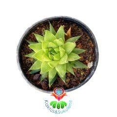 Sukulent, Haworthia Reinwardtii -Küçük Yeşil Yapraklı - 5,5 cm Saksıda Nadir Tür