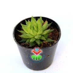 Sukulent, Haworthia Reinwardtii -Küçük Yeşil Yapraklı - 5,5 cm Saksıda Nadir Tür