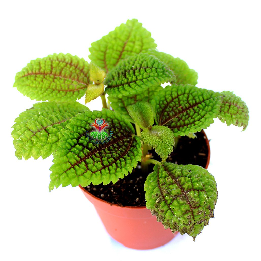 Pilea Mollis Moon Valley- Mükemmel Canlı Yeşil Renk Yapraklı İç Mekan Bitkisi- 8,5 cm Saksıda