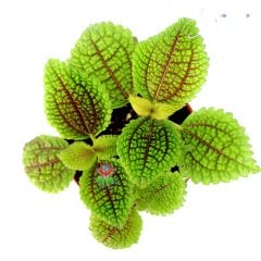 Pilea Mollis Moon Valley- Mükemmel Canlı Yeşil Renk Yapraklı İç Mekan Bitkisi- 8,5 cm Saksıda