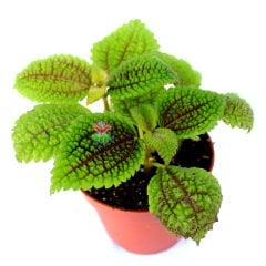 Pilea Mollis Moon Valley- Mükemmel Canlı Yeşil Renk Yapraklı İç Mekan Bitkisi- 8,5 cm Saksıda