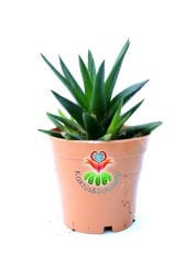 Sukulent, Haworthia Limifolia -Büyüdükçe Simetrik Form Alır-5,5 cm Saksıda Peri Çamaşır Tahtası Bitkisi-Fairy Washboard