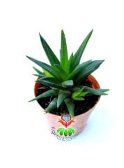 Sukulent, Haworthia Limifolia -Büyüdükçe Simetrik Form Alır-5,5 cm Saksıda Peri Çamaşır Tahtası Bitkisi-Fairy Washboard