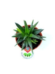Sukulent, Haworthia Limifolia -Büyüdükçe Simetrik Form Alır-5,5 cm Saksıda Peri Çamaşır Tahtası Bitkisi-Fairy Washboard