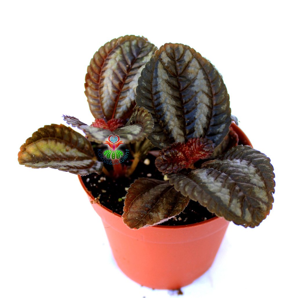 Pilea Spruceana 'Norfolk' - Siyah-Gri Renk Yapraklı İç Mekan Bitkisi- 8,5 cm Saksıda