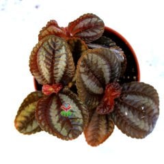 Pilea Spruceana 'Norfolk' - Siyah-Gri Renk Yapraklı İç Mekan Bitkisi- 8,5 cm Saksıda