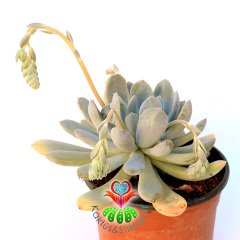 Dev Sukulent -Graptoveria 'Opalina' -15 cm Saksıda Büyük Boy İndirimli -Beyaz Tombul Yapraklı