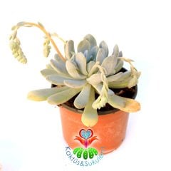 Dev Sukulent -Graptoveria 'Opalina' -15 cm Saksıda Büyük Boy İndirimli -Beyaz Tombul Yapraklı