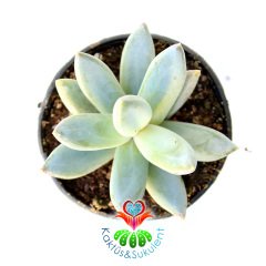 Sukulent, Pachyphytum Hookeri -İlginç Düz Formlu Sıradışı Yapraklı-5,5 cm Saksıda-