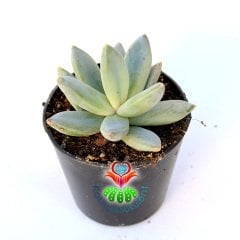 Sukulent, Pachyphytum Hookeri -İlginç Düz Formlu Sıradışı Yapraklı-5,5 cm Saksıda-
