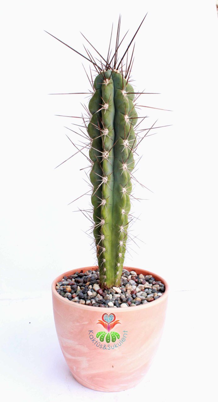 Kaktüs,Stetsonia Coryne-DEV BOY- 40+cm Uzunluk-19 cm Seramik Canyon Saksıda -Cactus,Sukulent