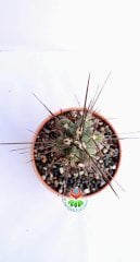 Kaktüs,Stetsonia Coryne-DEV BOY- 40+cm Uzunluk-19 cm Seramik Canyon Saksıda -Cactus,Sukulent
