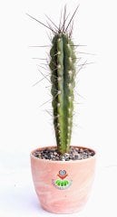 Kaktüs,Stetsonia Coryne-DEV BOY- 40+cm Uzunluk-19 cm Seramik Canyon Saksıda -Cactus,Sukulent